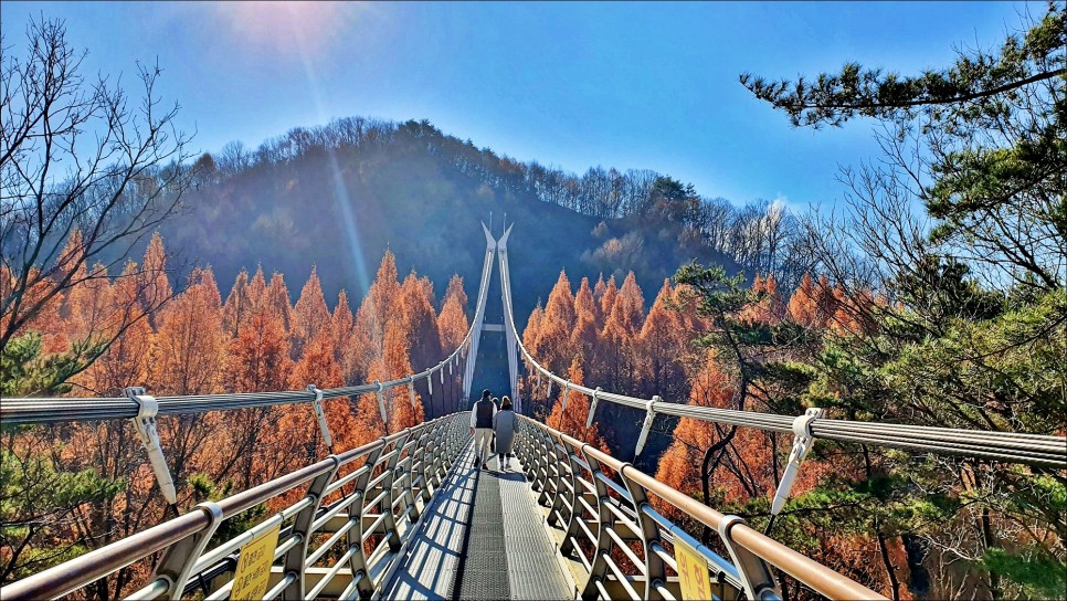 대전 갈만한곳 장태산 자연휴양림 볼거리 스카이타워 & 출렁다리!