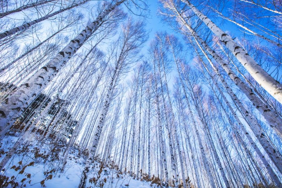 눈부신 겨울왕국, 전국 설경명소 모음 :: 담양메타세쿼이아길, 광한루원, 대관령양떼목장, 원대리자작나무숲