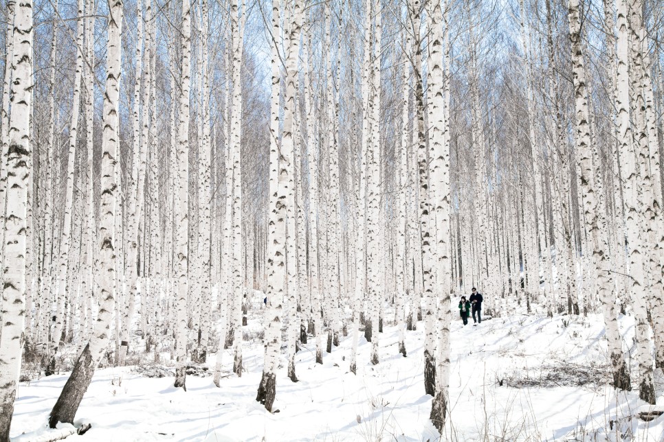 눈부신 겨울왕국, 전국 설경명소 모음 :: 담양메타세쿼이아길, 광한루원, 대관령양떼목장, 원대리자작나무숲
