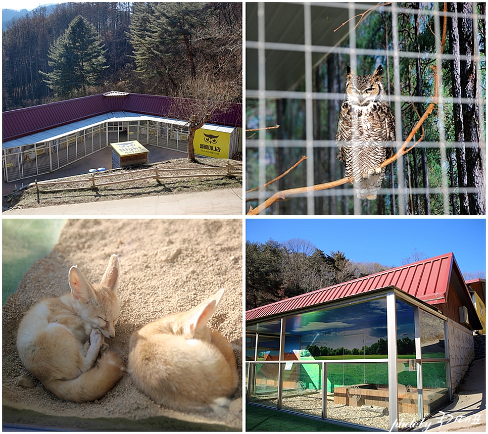 강원도 여행 홍천 알파카월드 동물농장 목장체험 동물원