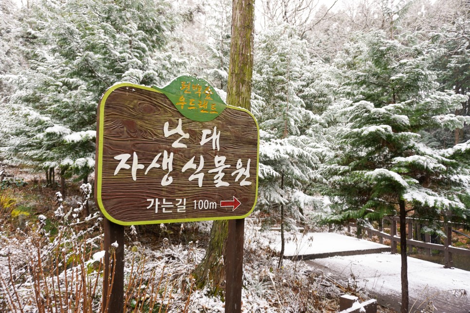겨울여행 전남가볼만한곳 전남 장흥 편백숲 우드랜드