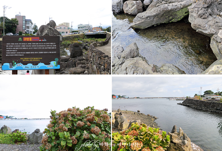 제주 위미항 위미리수국길 & 북타임 책방 제주도 서점