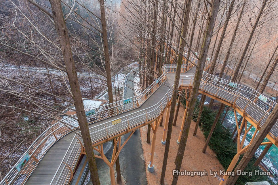 대전 가볼만한곳 장태산 자연휴양림 짧은 데이트 여행 등산 코스 대전 드라이브코스