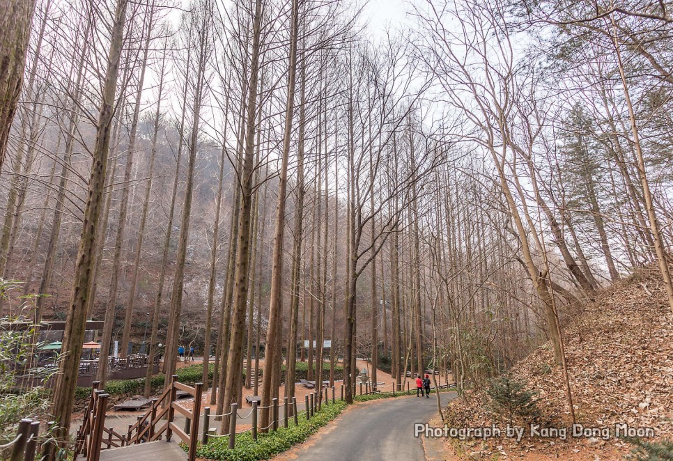 대전 가볼만한곳 장태산 자연휴양림 짧은 데이트 여행 등산 코스 대전 드라이브코스