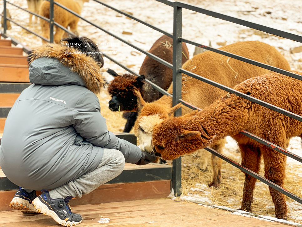 겨울 여행 아이들과 가볼만한곳, 홍천 알파카월드 동물농장체험