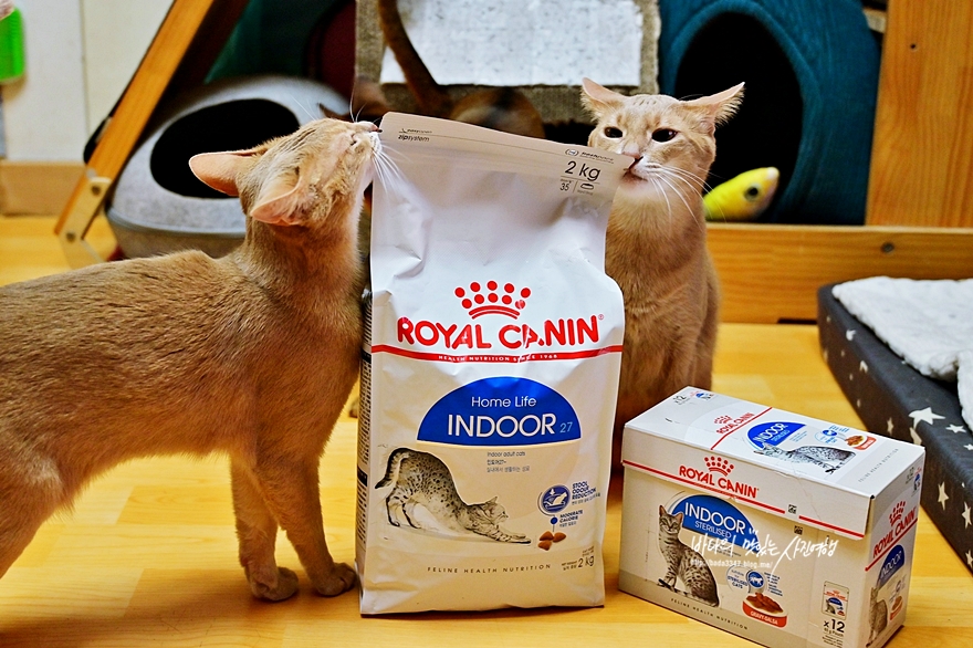 13개월 넘은 성묘라면 고양이습식사료 로얄캐닌 인도어 고양이사료