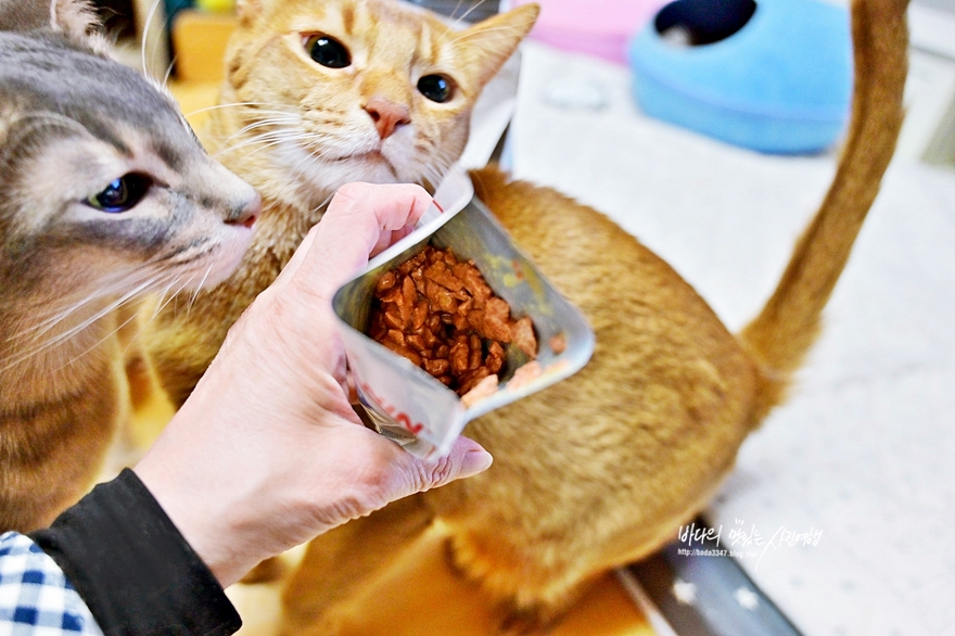 13개월 넘은 성묘라면 고양이습식사료 로얄캐닌 인도어 고양이사료