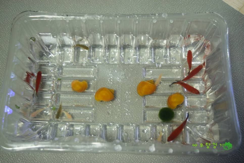 양품소 미니 어항세트 물고기키우기 스펀지밥