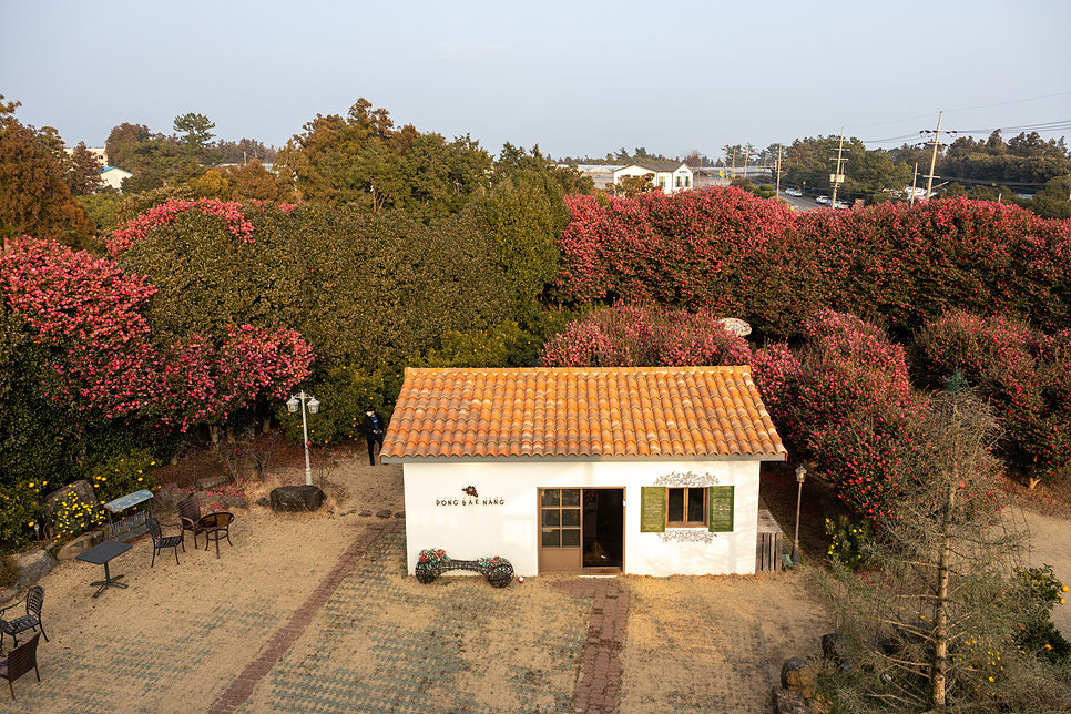 1월 제주도 가볼만한곳 제주 여행 코스 2박3일 유채꽃 명소