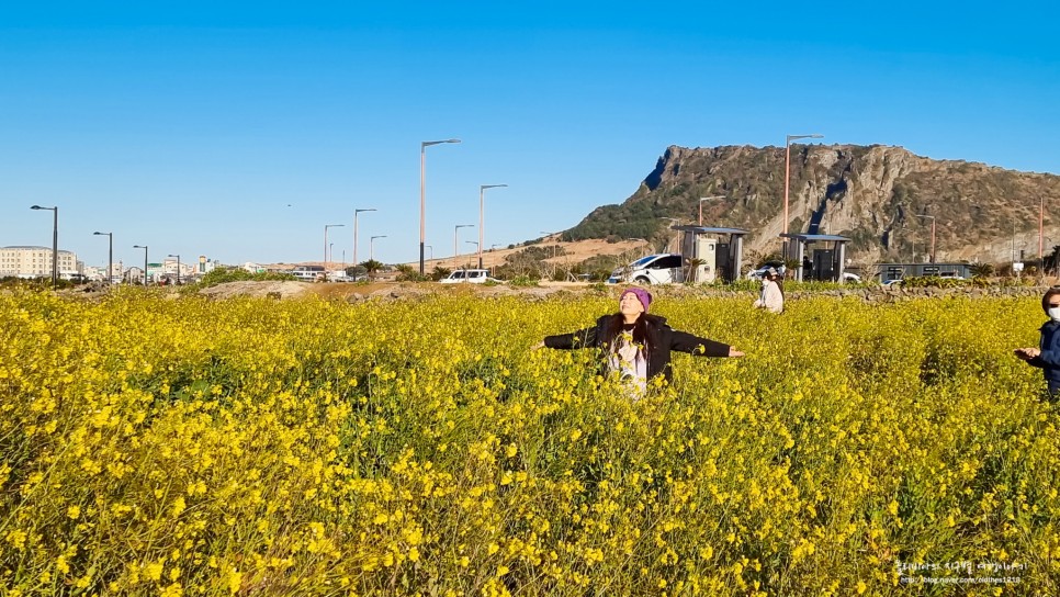 제주도 유채꽃 무료 명소 제주 광치기해변 근처에요!