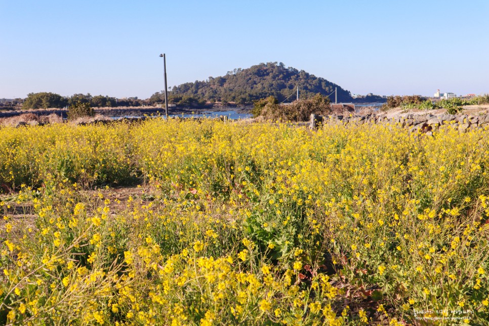 제주도 유채꽃 무료 명소 제주 광치기해변 근처에요!