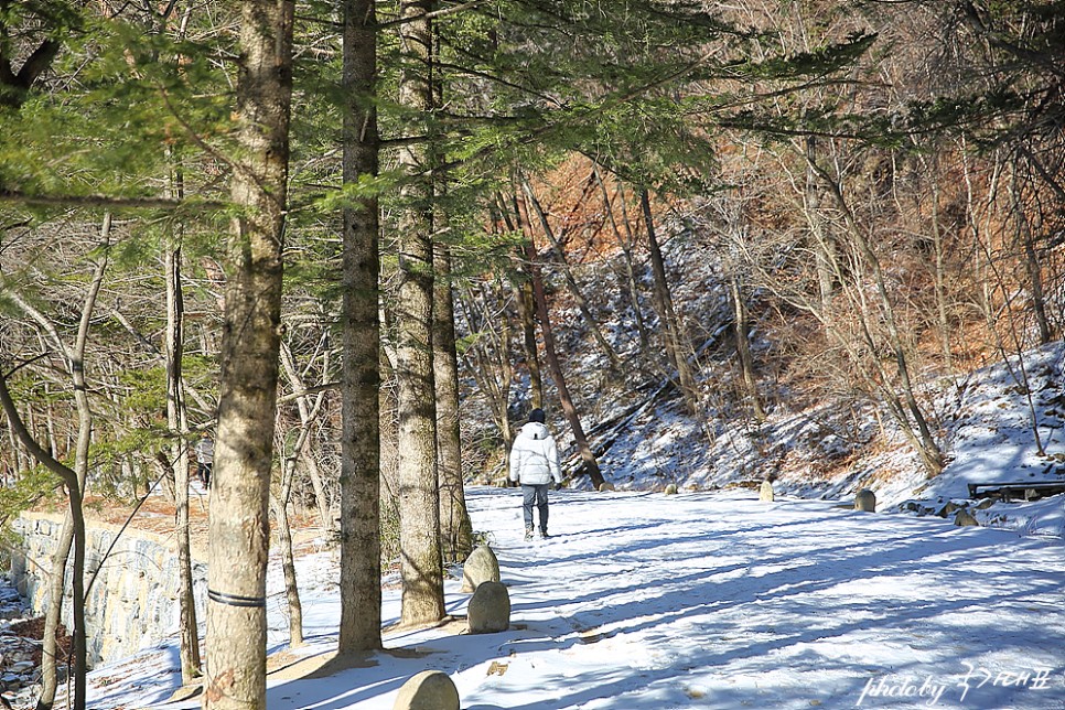 강원도 겨울 여행 평창 오대산 월정사 전나무숲 걷기좋은길
