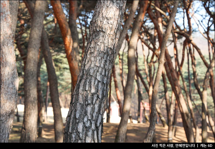 경기도 여행 볼거리 걷기좋은길 산책로 여행지 서오릉