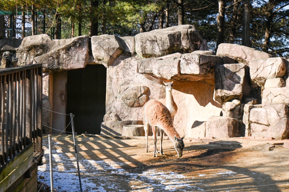 겨울에 어린이 대공원 동물원, 니콘 풀프레임 DSLR 카메라 D780 추천이유