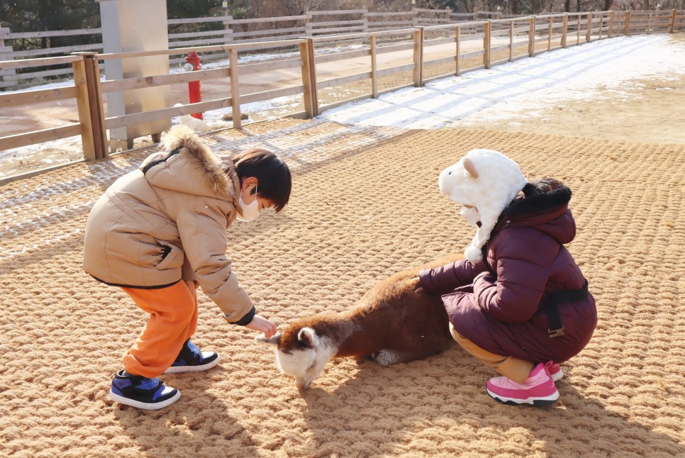 강원도 가볼만한곳 홍천 알파카월드 겨울 국내 여행지 추천