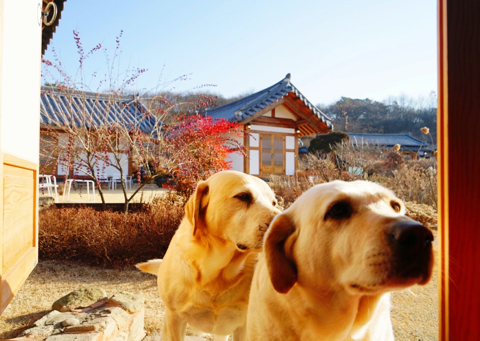 충북 한옥 스테이 충주 감성 숙소 예쁜 한옥 펜션 & 서유숙 카페