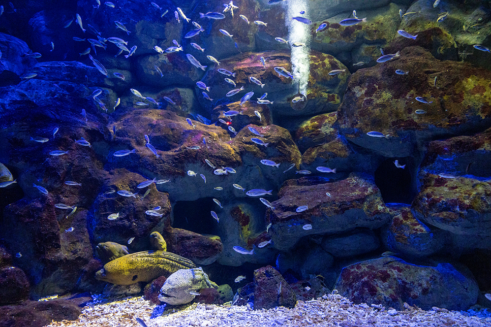 제주 아쿠아플라넷 할인 제주도 동쪽 사진 담기 좋은 곳