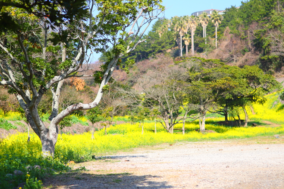 제주도 유채꽃 시기 노랗게 물드는 엉덩물계곡 산방산 외 제주 명소