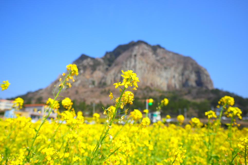 제주도 유채꽃 시기 노랗게 물드는 엉덩물계곡 산방산 외 제주 명소