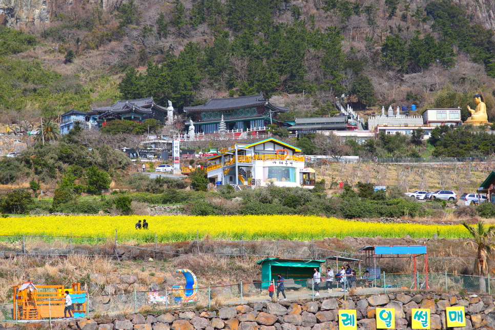 제주도 유채꽃 시기 노랗게 물드는 엉덩물계곡 산방산 외 제주 명소