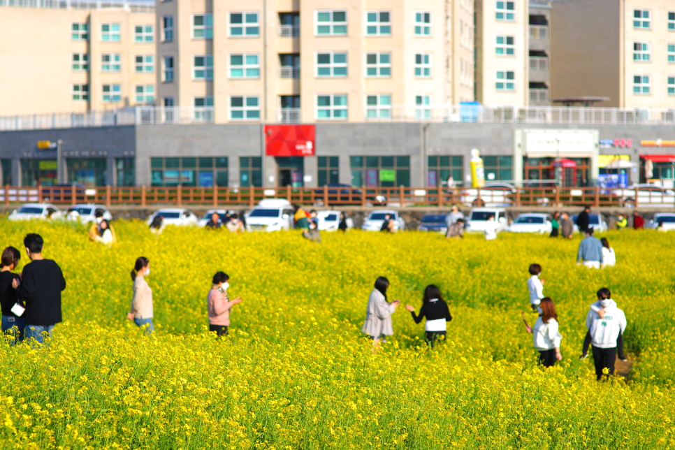 제주도 유채꽃 시기 노랗게 물드는 엉덩물계곡 산방산 외 제주 명소