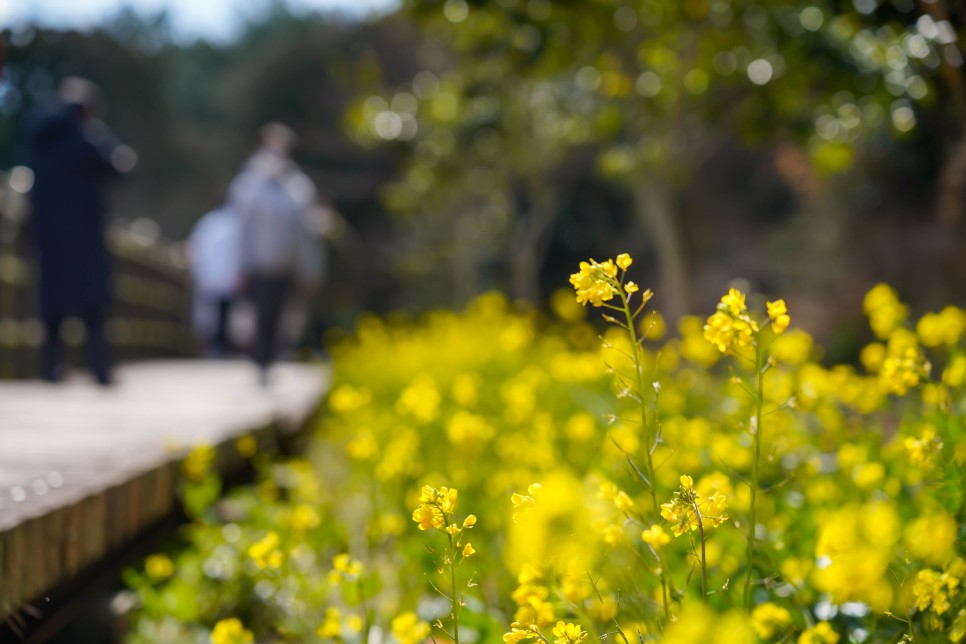 제주 유채꽃밭 중문관광단지 엉덩물계곡 유채꽃은 아직!