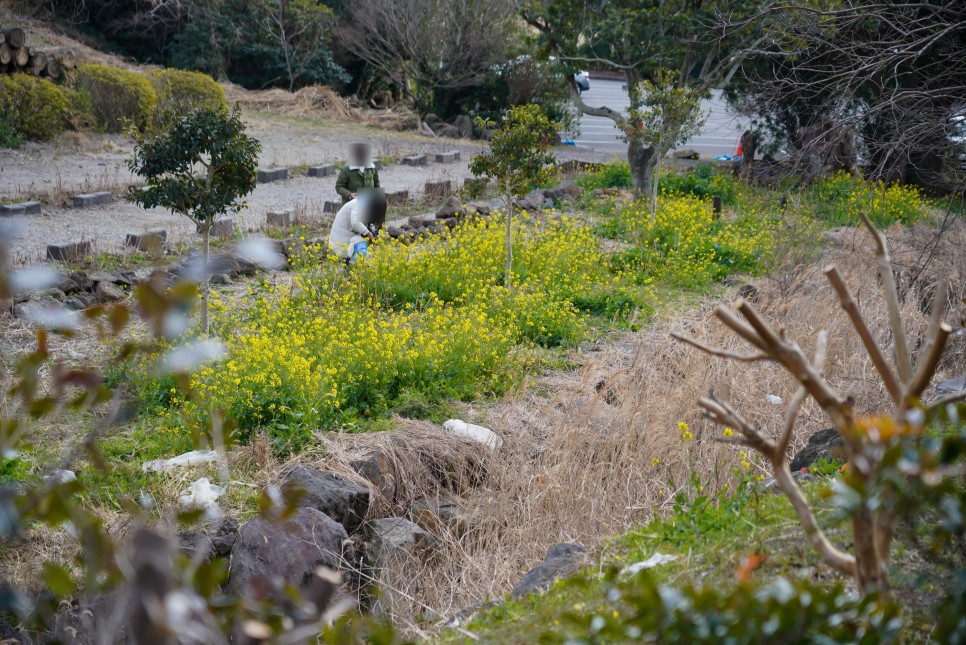 제주 유채꽃밭 중문관광단지 엉덩물계곡 유채꽃은 아직!