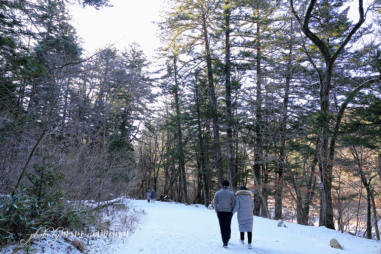 국내 겨울 여행지 추천 평창 오대산 월정사 전나무숲 강원도눈구경