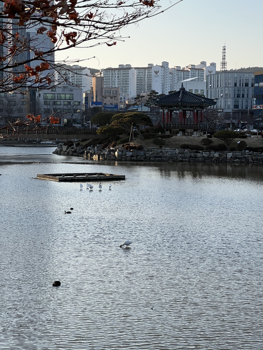 서산 가볼만한곳 중앙호수공원에 노랑부리저어새 출현! 카페 및 주차 정보