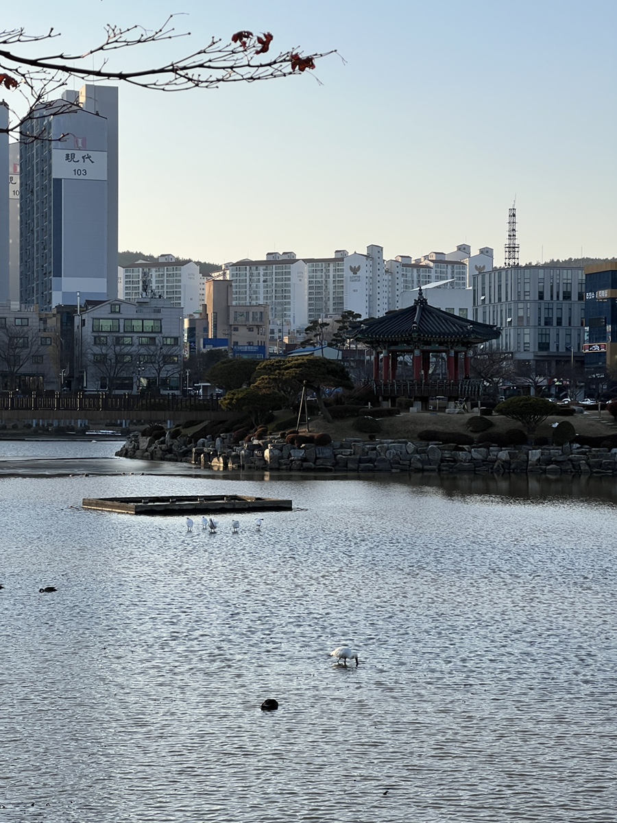 서산 가볼만한곳 중앙호수공원에 노랑부리저어새 출현! 카페 및 주차 정보