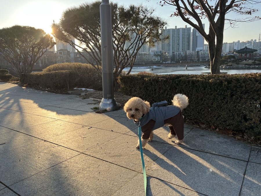 서산 가볼만한곳 중앙호수공원에 노랑부리저어새 출현! 카페 및 주차 정보