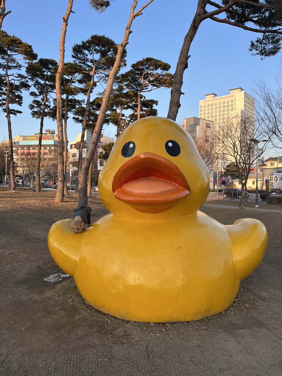 서산 가볼만한곳 중앙호수공원에 노랑부리저어새 출현! 카페 및 주차 정보