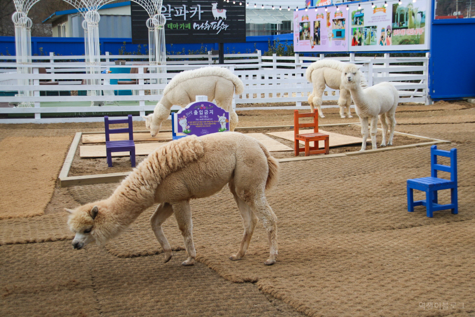 휘닉스파크 렌탈샵 최신 장비 가득해요