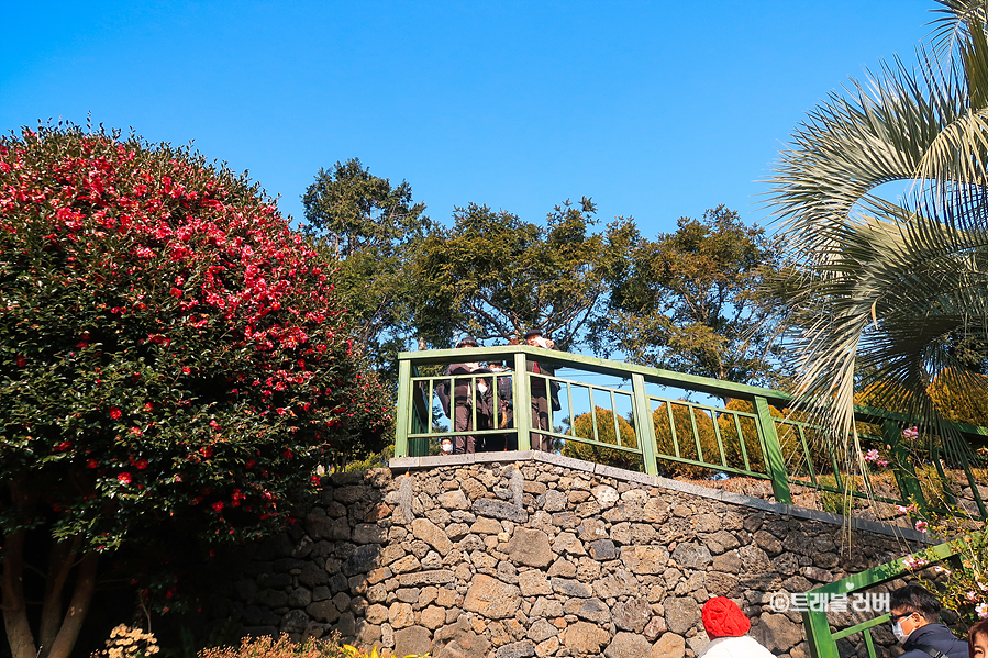 겨울여행지 제주도 동백꽃 명소 제주 동백수목원 (2월 중순휴장)