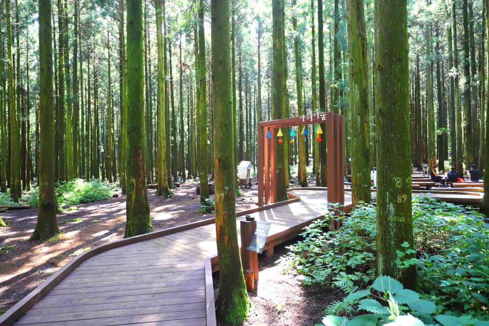 제주 사려니숲길 절물자연휴양림 비자림 환상숲 곶자왈 공원 즐기기