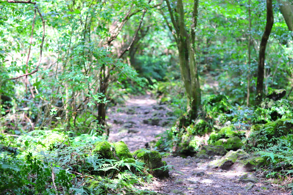 제주 사려니숲길 절물자연휴양림 비자림 환상숲 곶자왈 공원 즐기기