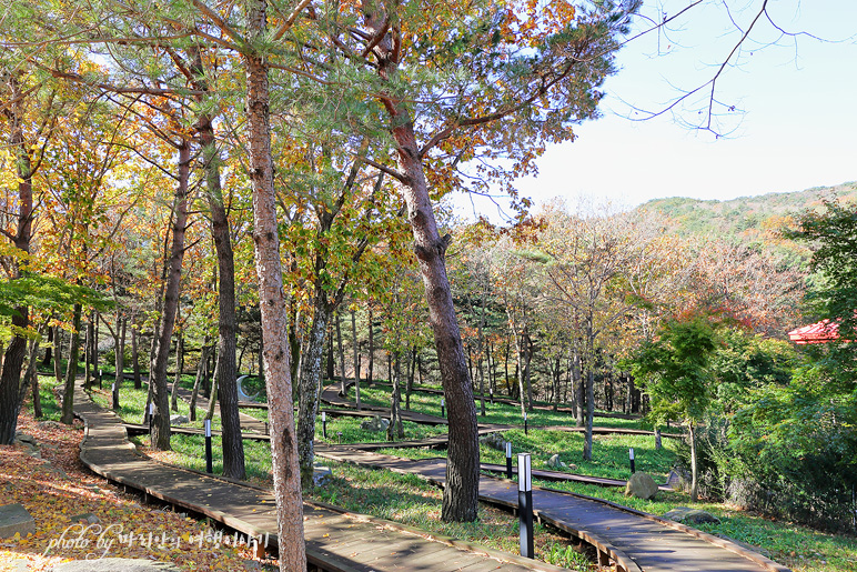 경주 금장대 대릉원, 경주 토함산 자연휴양림 지난 가을나들이