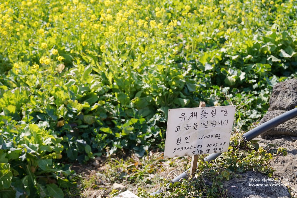 제주도 택시대절 후기 산방산 유채꽃 시기에요!