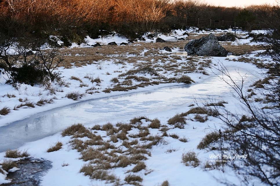 2월 제주도 가볼만한곳 : 성이시돌목장 섭지코지 위미동백군락지 1100고지 등