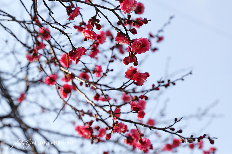 순천 여행 매곡동 탐매마을 매화꽃 개화시기 봄꽃구경