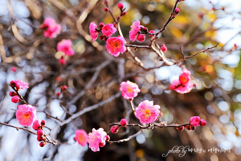 순천 여행 매곡동 탐매마을 매화꽃 개화시기 봄꽃구경