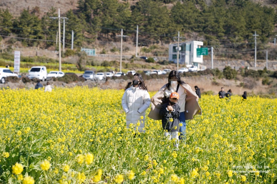 제주도 택시대절 후기 산방산 유채꽃 시기에요!