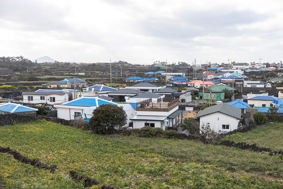 2월 제주도 가볼만한곳 제주 동쪽 동부 여행 코스 유채꽃 1박2일