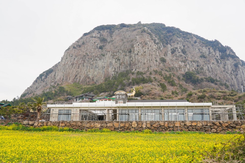 제주 유채꽃 명소 성읍민속마을, 제주도 산방산 실시간