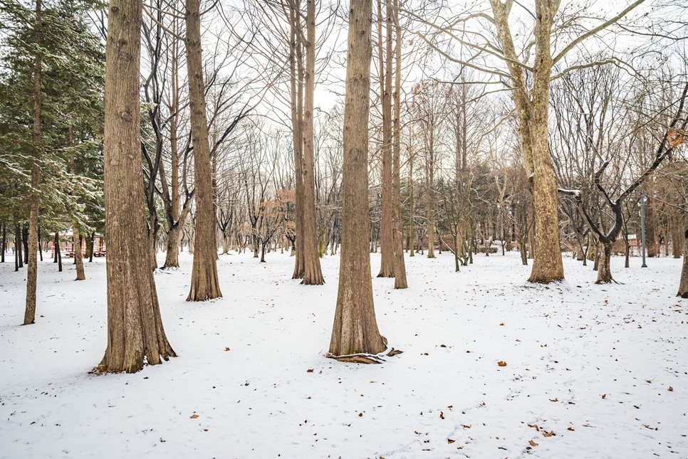 서초 양재시민의숲 겨울사진, 니콘카메라 z5 촬영