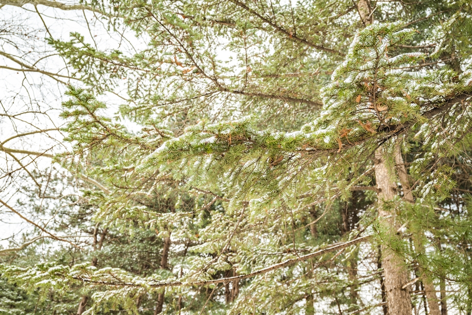 서초 양재시민의숲 겨울사진, 니콘카메라 z5 촬영