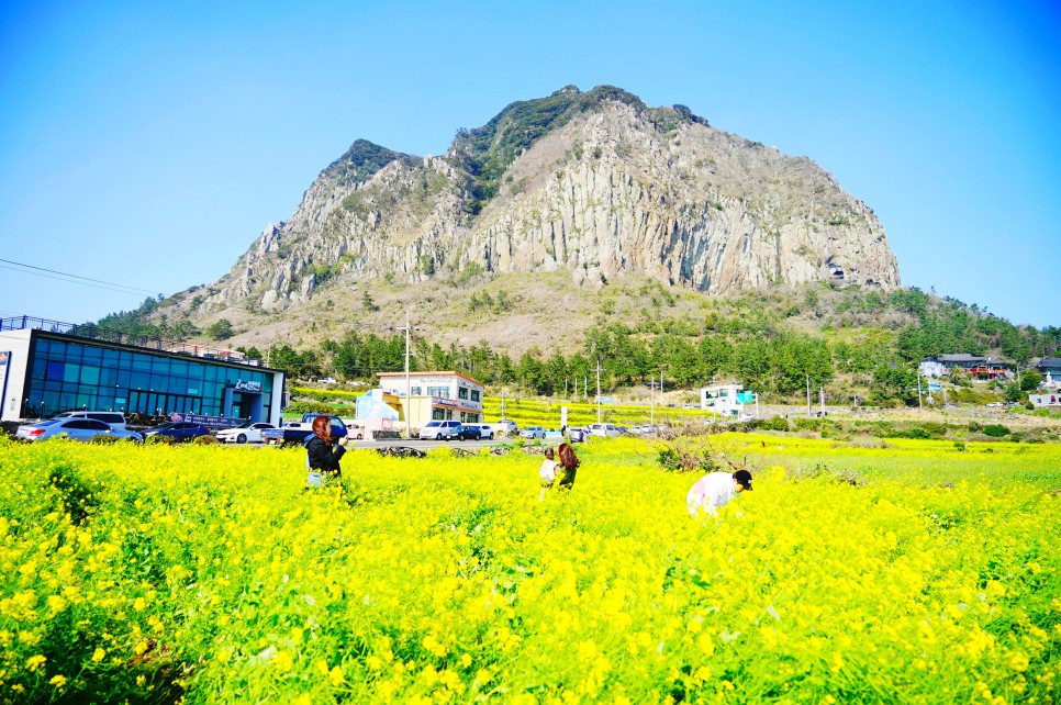 제주도 서쪽 코스 핫플 제주 유채꽃 명소 포함 꼭 가봐야할곳