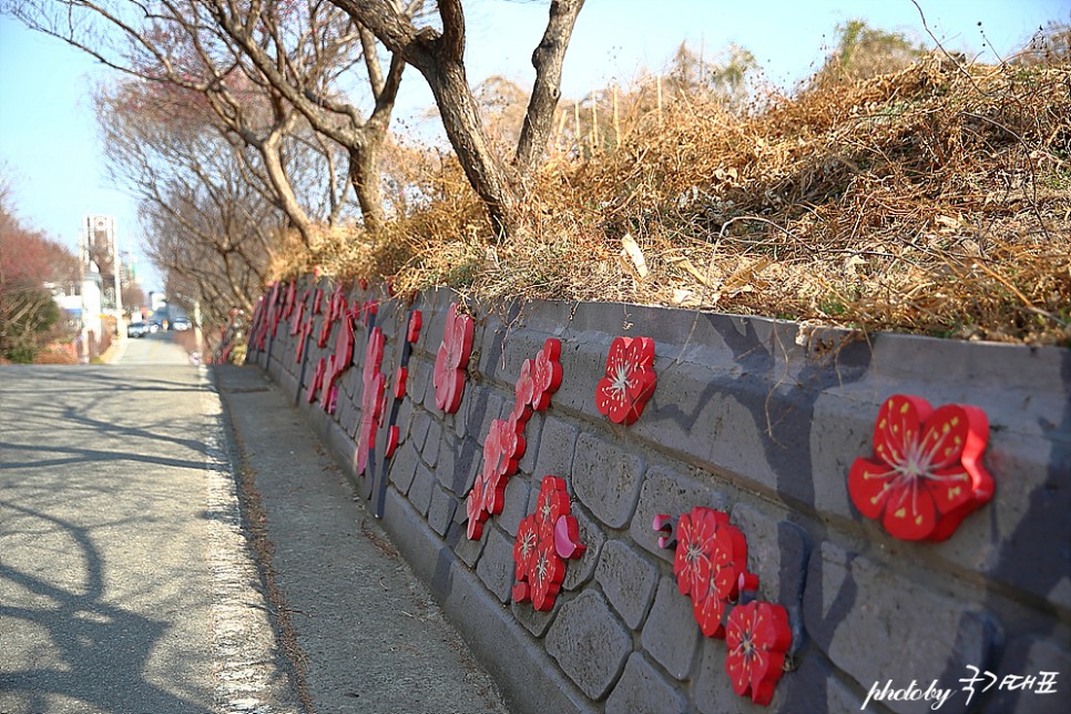 순천 탐매마을 홍매화 개화시기 2월 전남 꽃구경