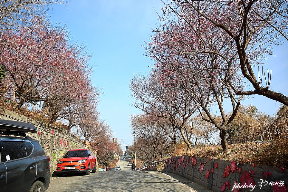 순천 탐매마을 홍매화 개화시기 2월 전남 꽃구경