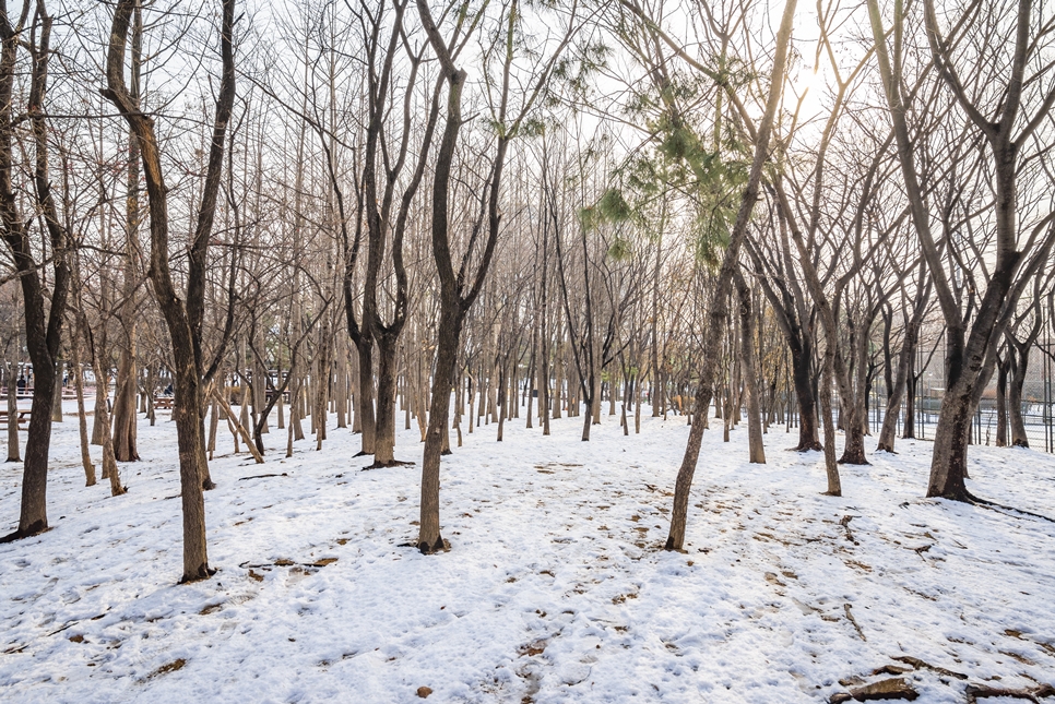 도림천, 보라매공원 눈 쌓인 풍경, 니콘 z5 촬영